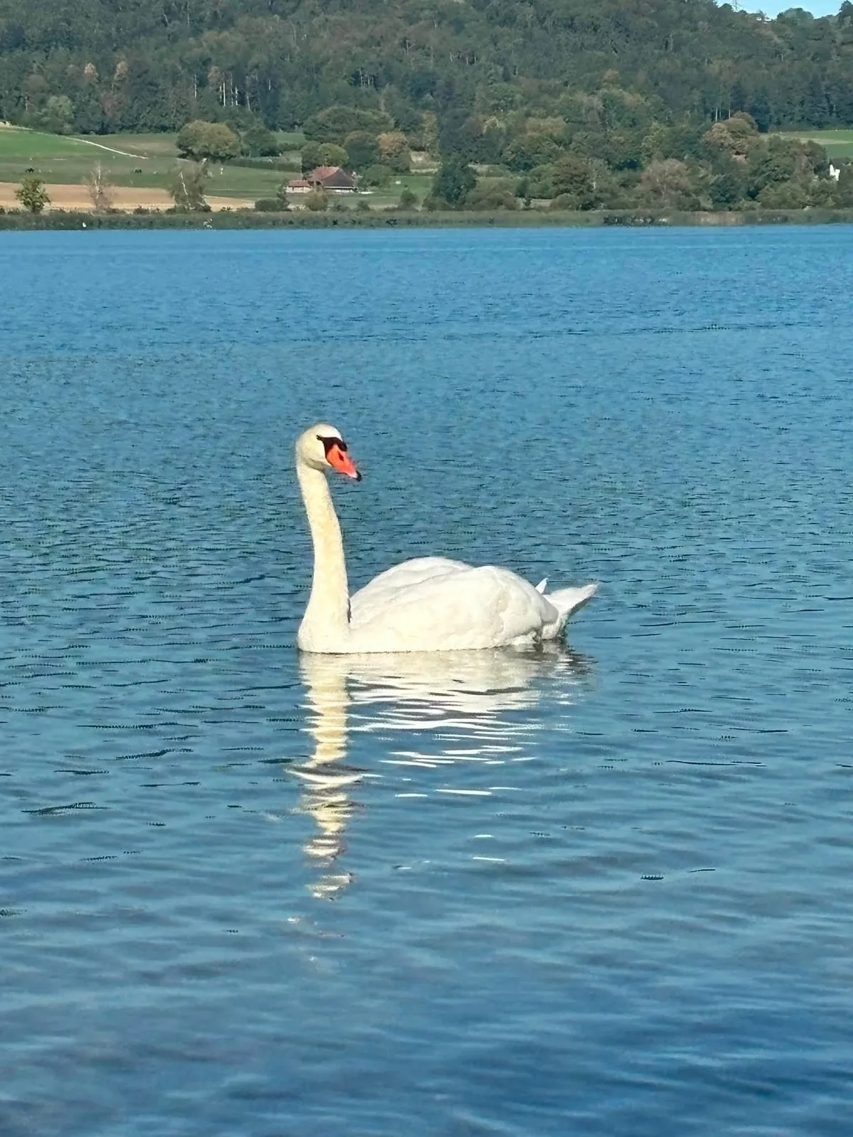 Der gerettete Schwan zurück auf dem Greifensee nach seiner Freilassung. Ein Schwan schwimmt auf dem See.